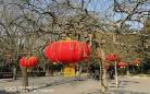大红灯笼高高挂视听语言网友影评